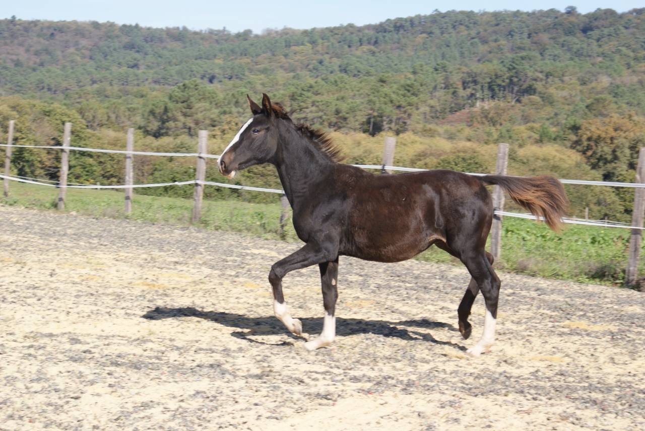 Poulain 7 mois Qlassic X Le Tot X Orphee de Nantuel X D