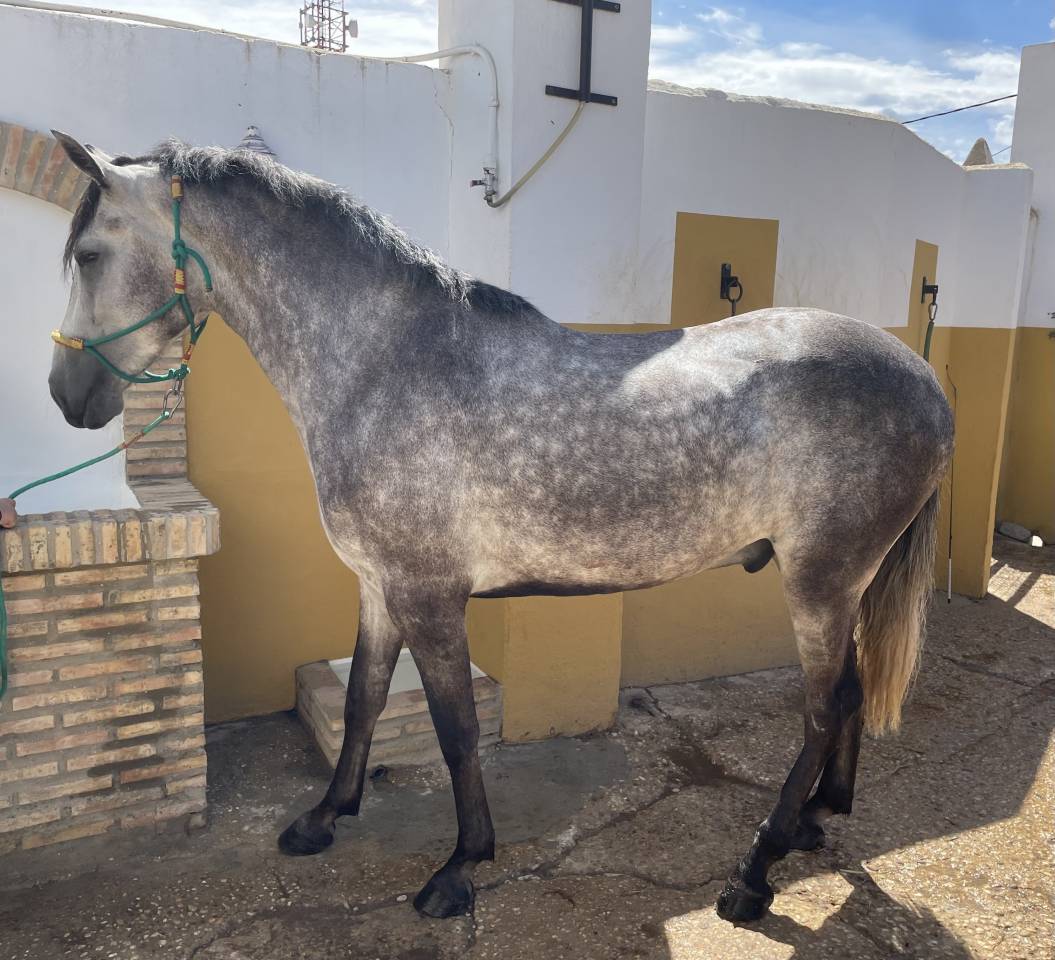 Lusitano