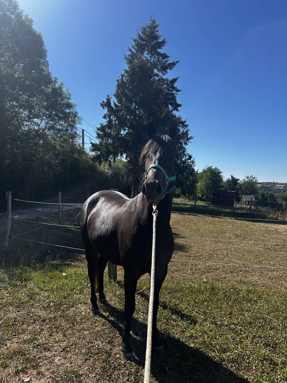 Juments 3 ans petit prix 