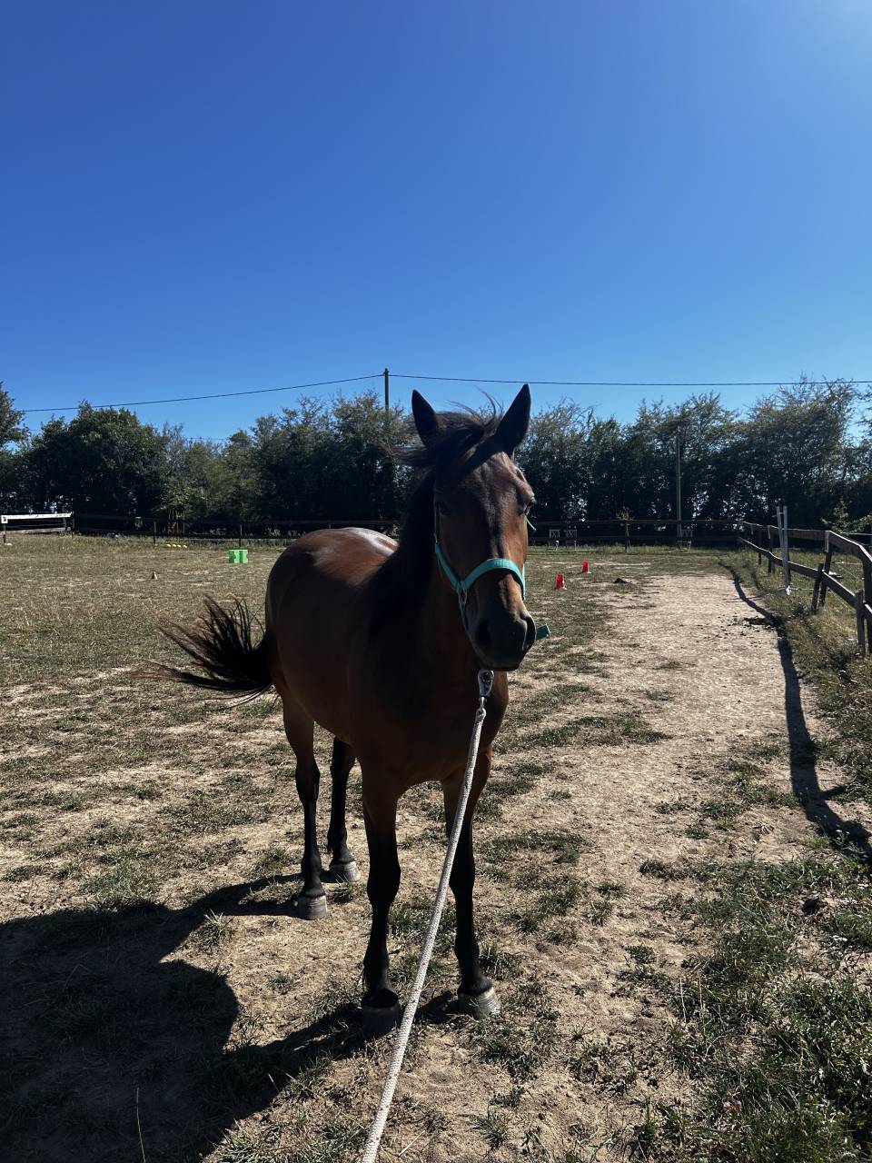 Juments 3 ans petit prix 