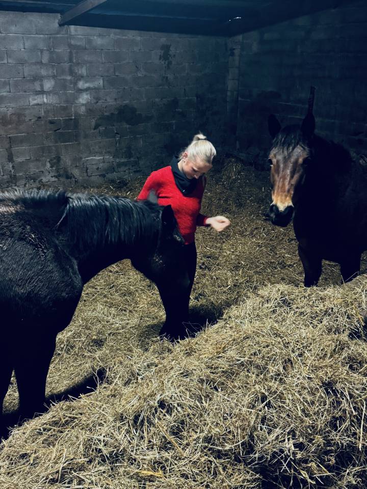 Juments 3 ans petit prix 