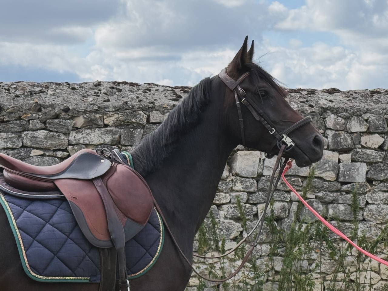 Entier pur sang arabe 