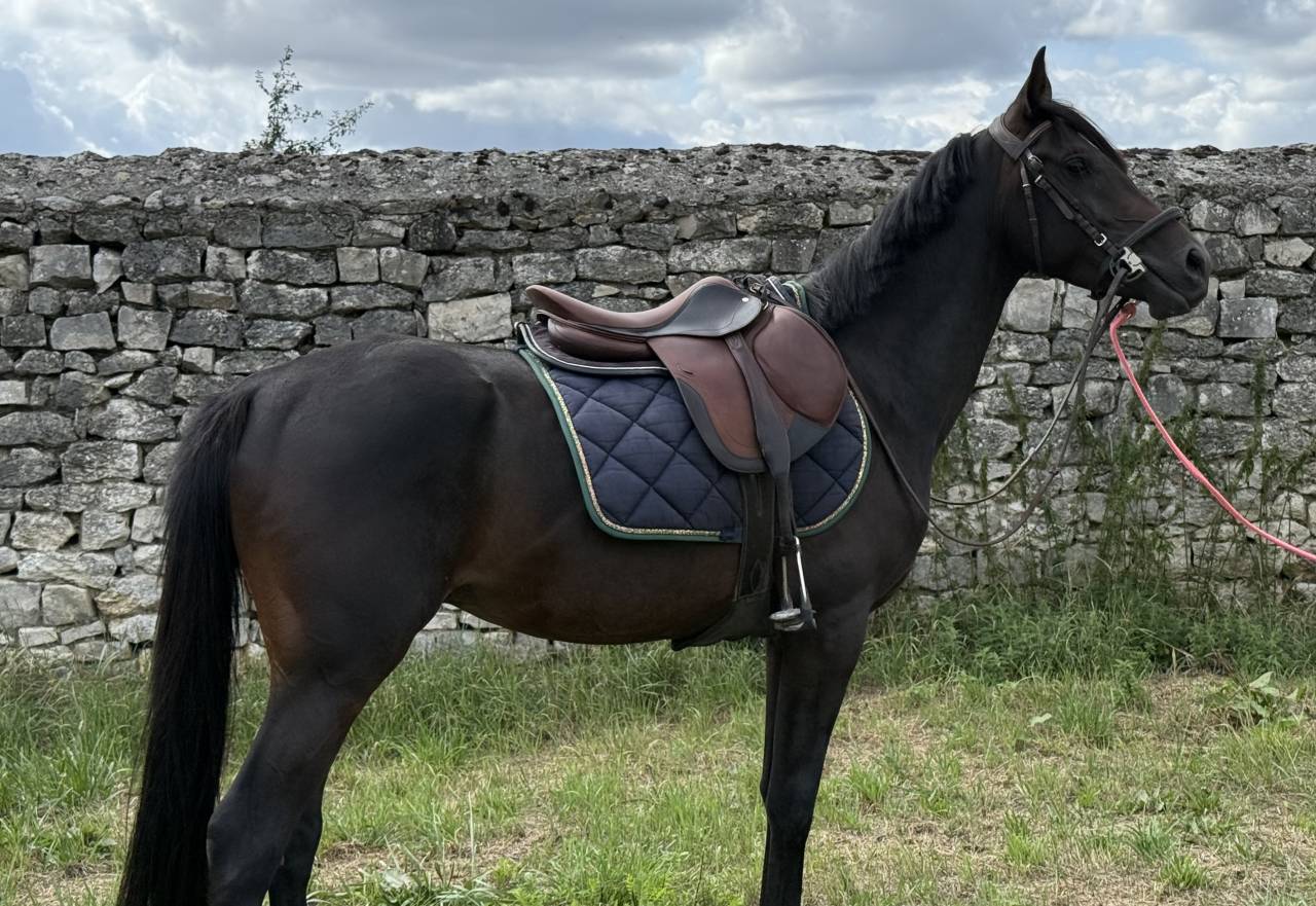 Entier pur sang arabe 