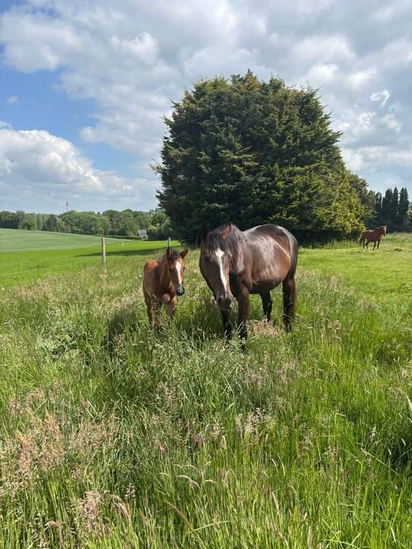 Poulinière ALMA D'AUZAY LA pleine de Untouchable 27 