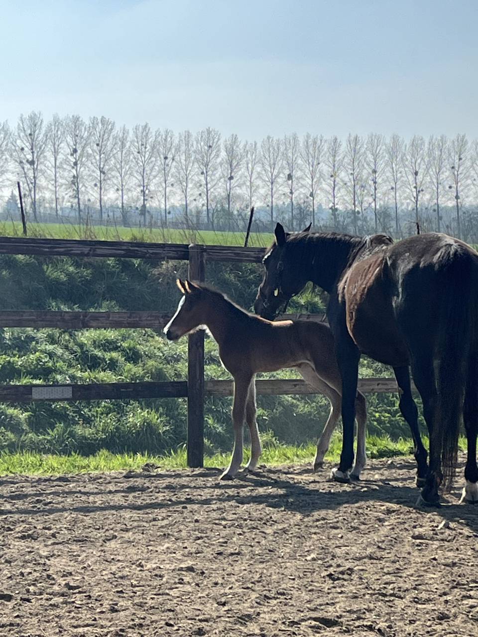 Poulinière ALMA D'AUZAY LA pleine de Untouchable 27 
