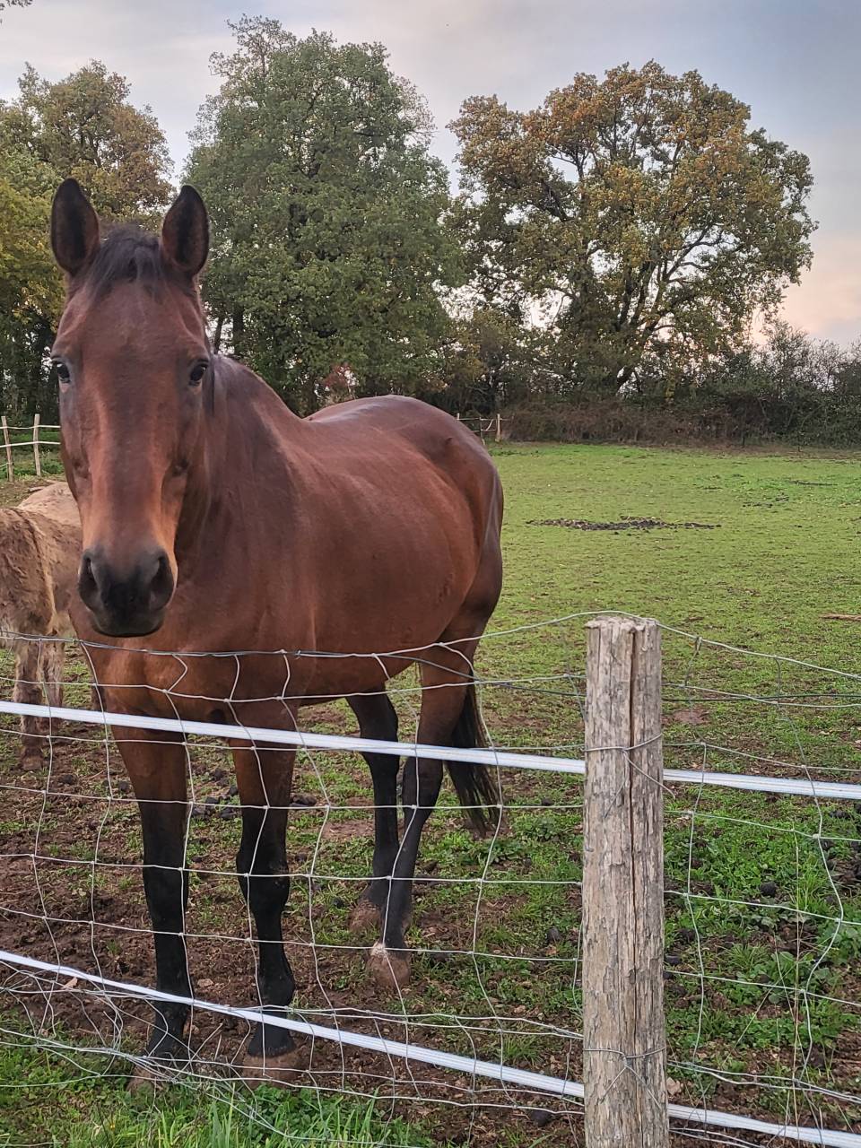 Magic - hongre selle français de 17 ans