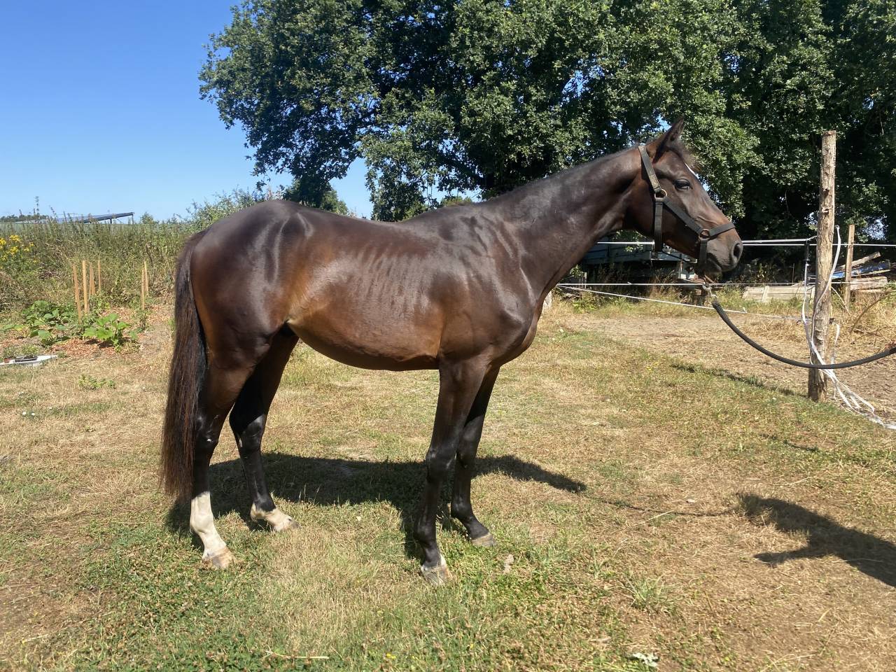 Mâle de 2ans à vendre