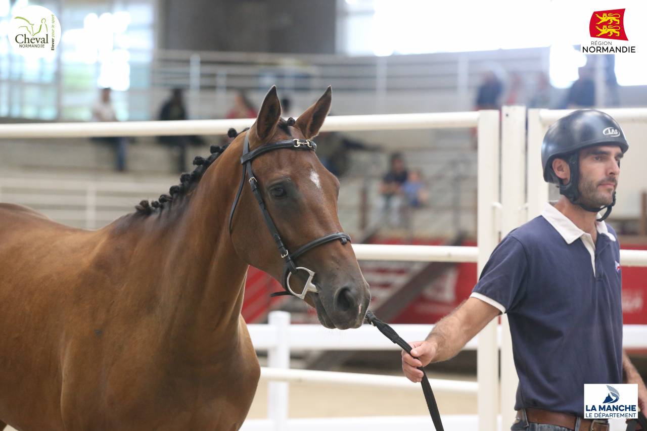 Jument SF de 2 ans (3 ans en 2026)