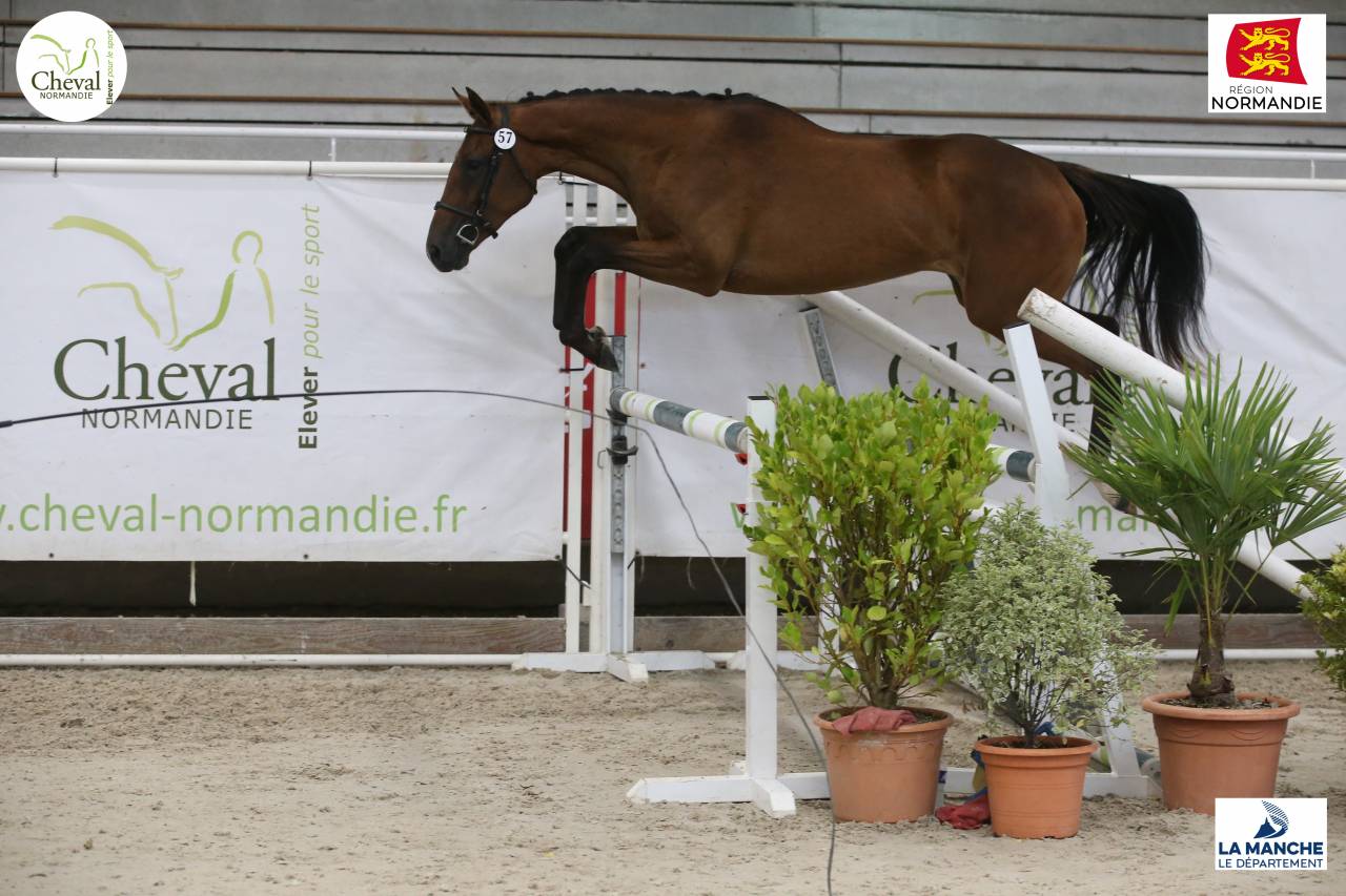 Jument SF de 2 ans (3 ans en 2026)