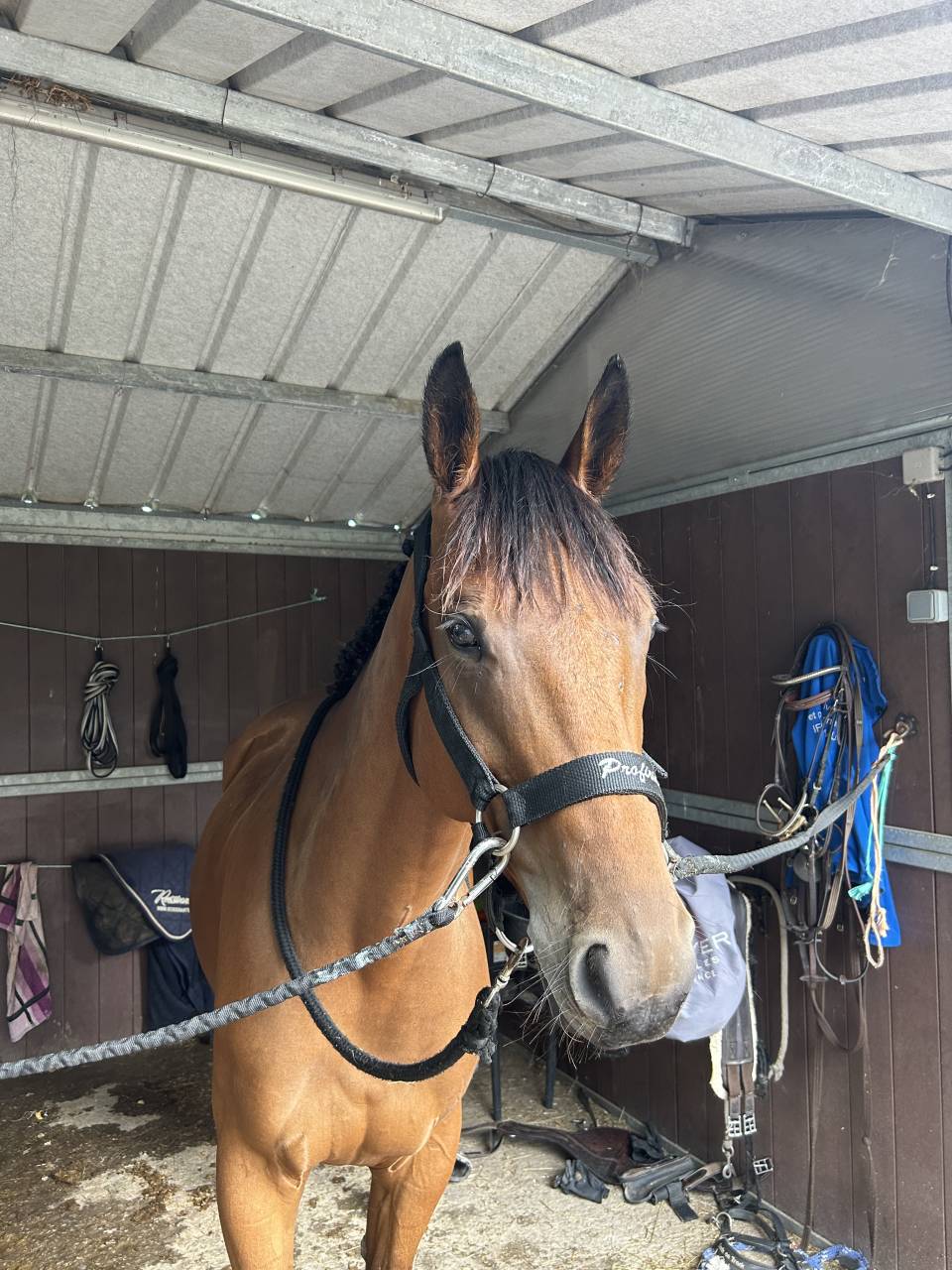 Hongre de 6 ans très concours 