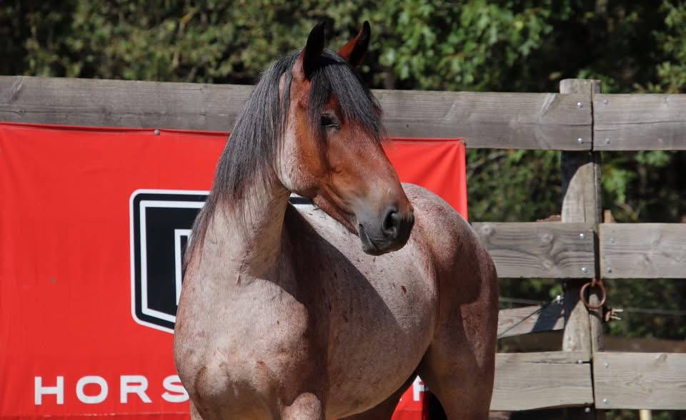Hongre Nokota Horse 4 ans 