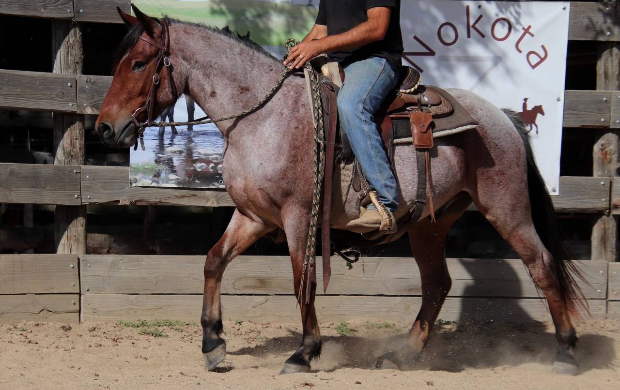 Hongre Nokota Horse 4 ans 