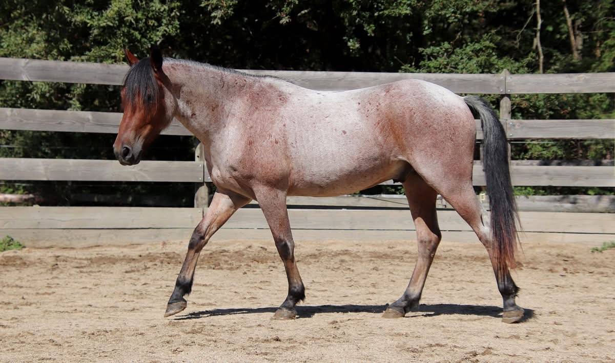 Hongre Nokota Horse 4 ans 