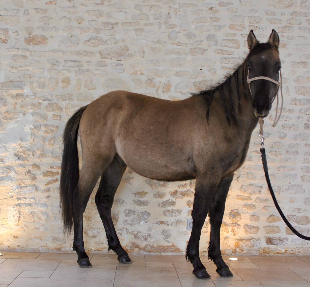 Entier quarter pony lignée Taris Catalyst 