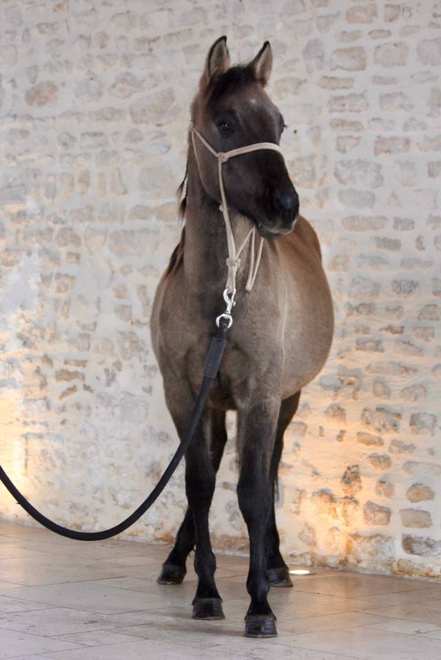 Entier quarter pony lignée Taris Catalyst 