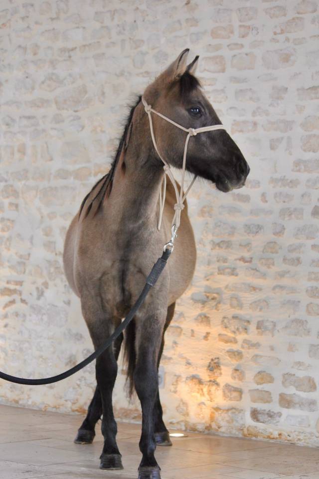 Entier quarter pony lignée Taris Catalyst 