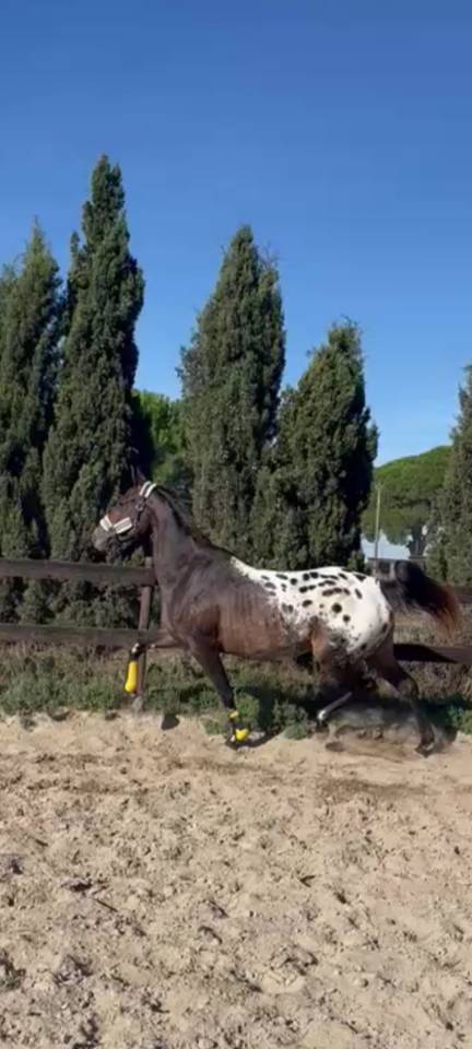 Arrêt d'élevage juments pouliches et entier