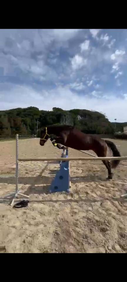 Arrêt d'élevage juments pouliches et entier