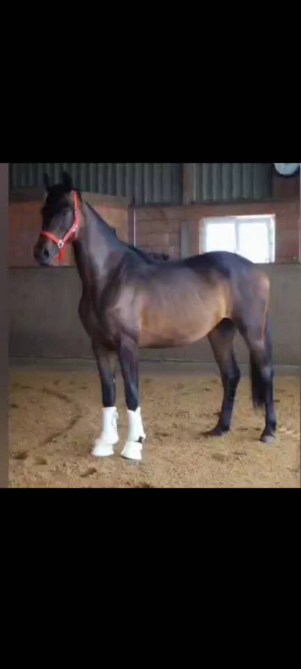 Arrêt d'élevage juments pouliches et entier