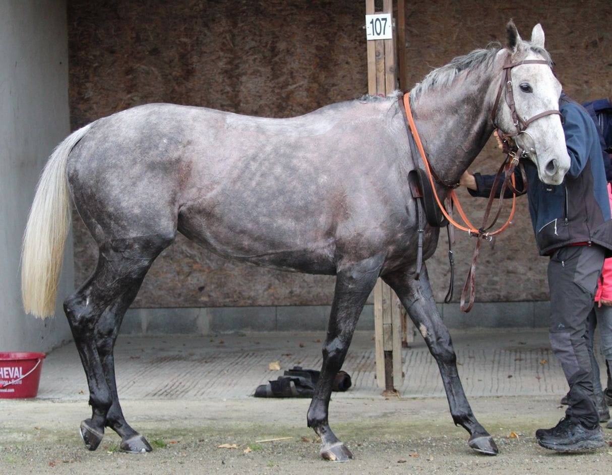 Jument Grise 6ans