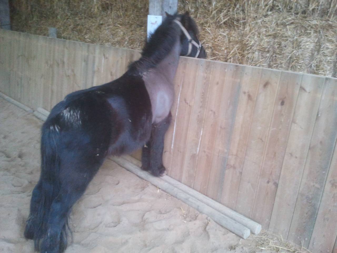 cherche Palefrenier dans l'Eure Dpt 27 de suite 