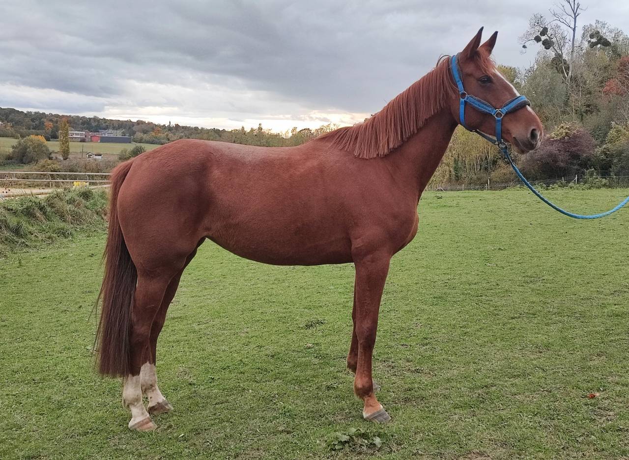 Jument 5 ans SF alezan