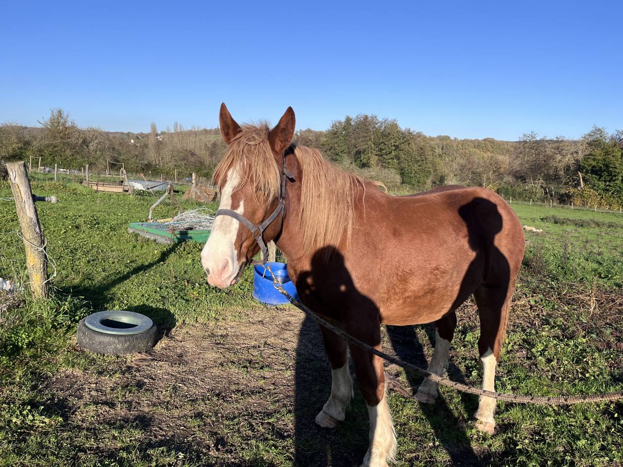 Poulain Trait Breton