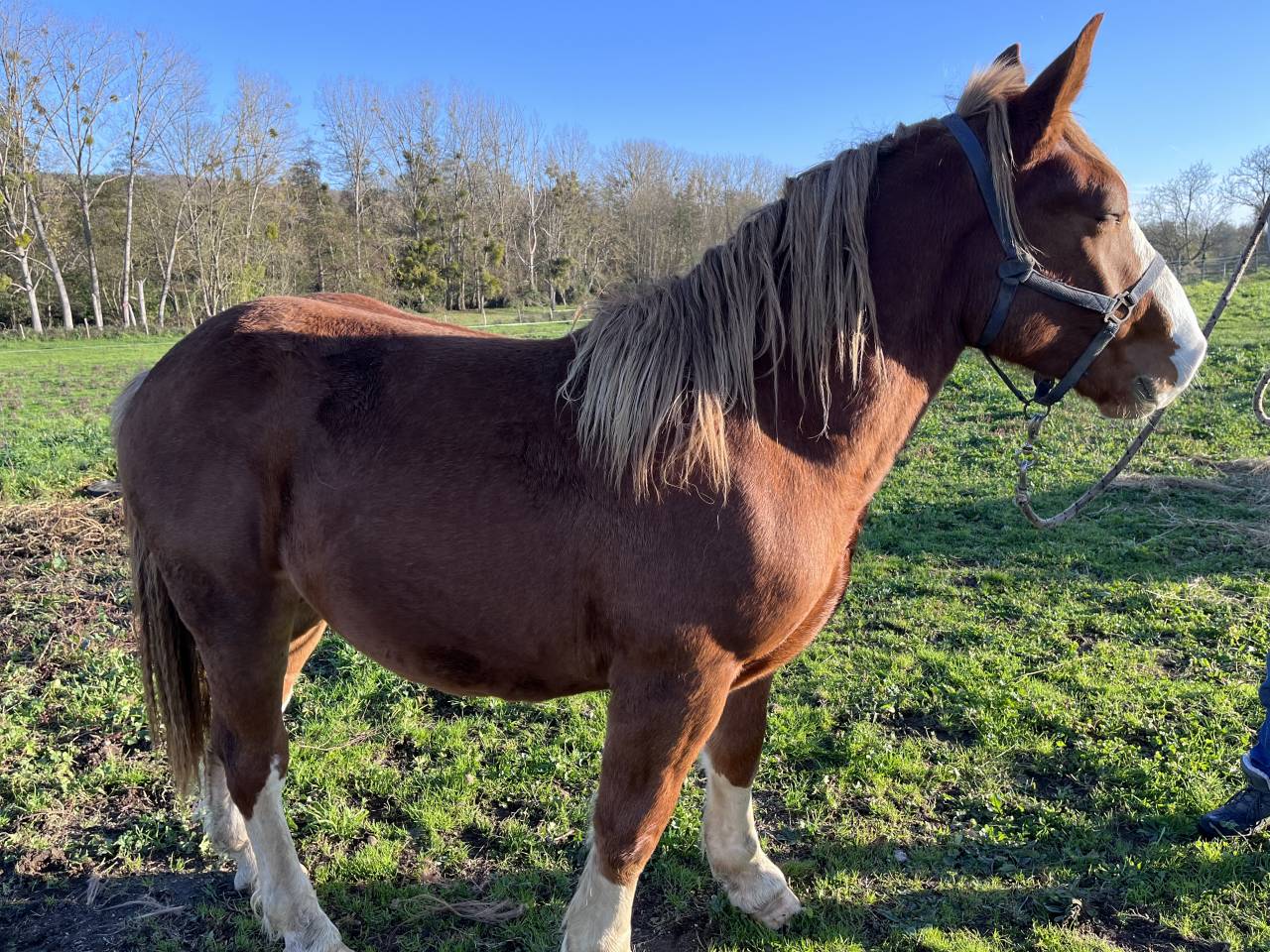 Poulain Trait Breton