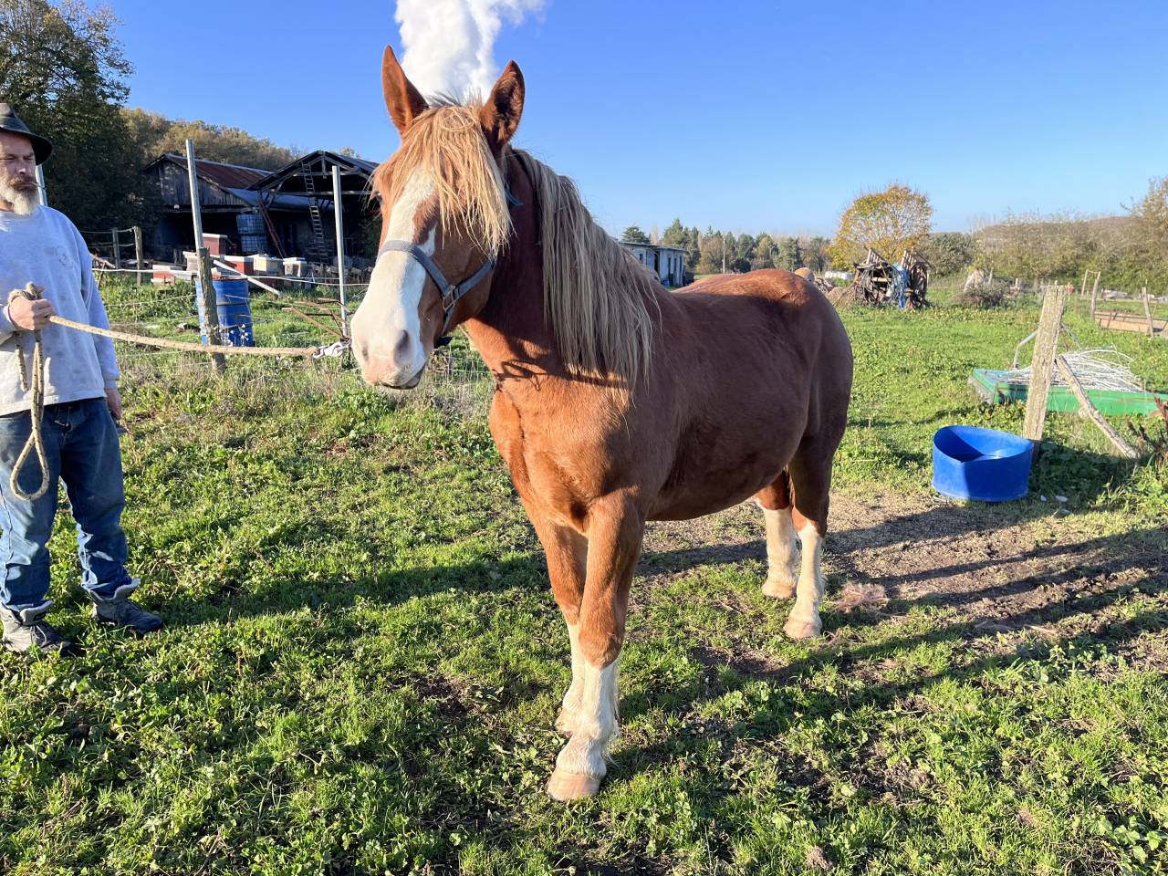 Poulain Trait Breton