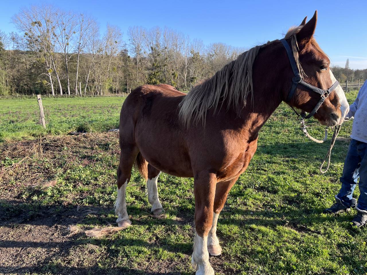 Poulain Trait Breton