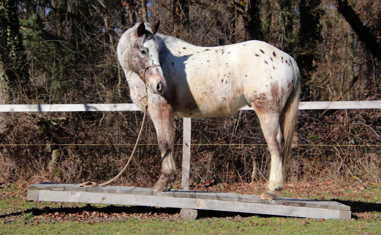 Hongre OC Appaloosa 5 ans 