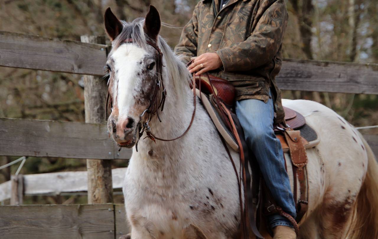 Hongre OC Appaloosa 5 ans 