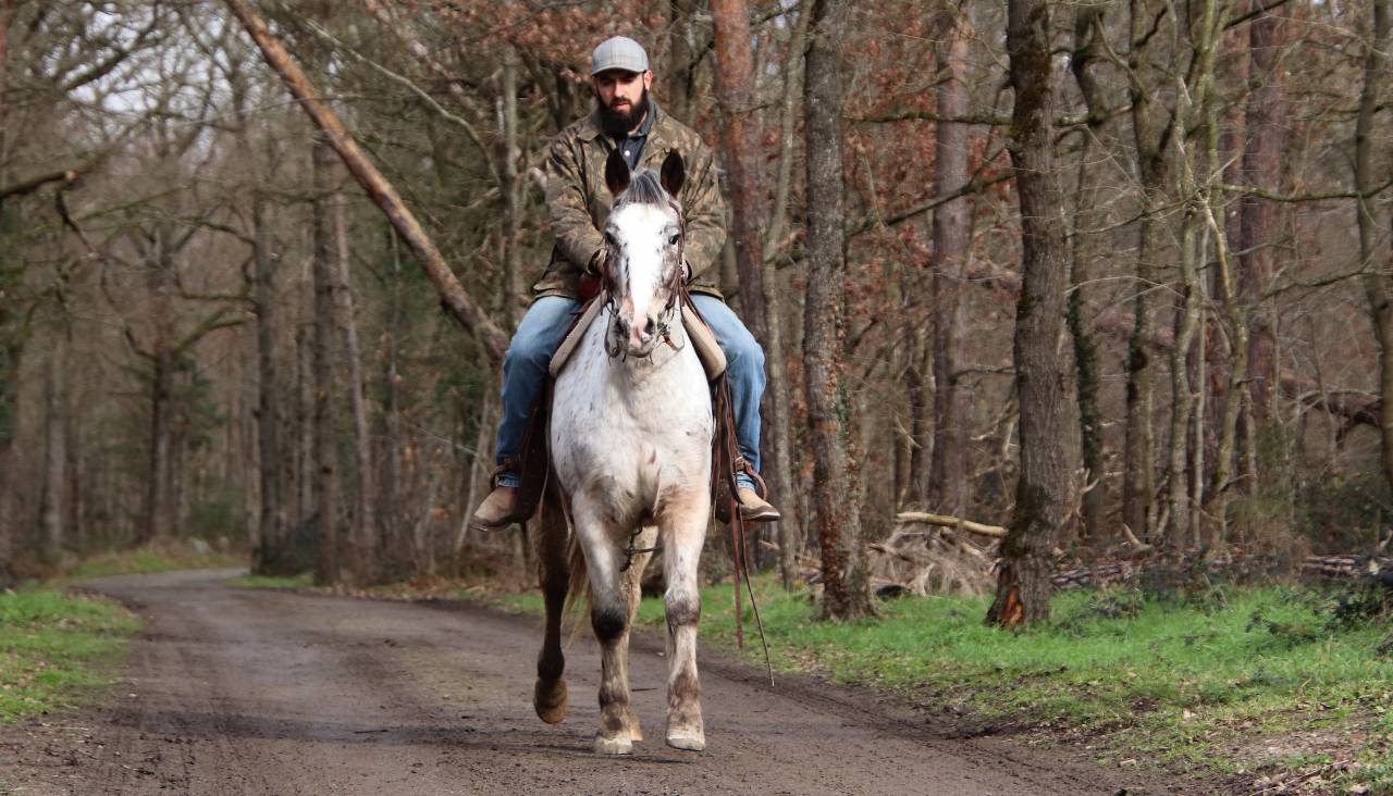 Hongre OC Appaloosa 5 ans 