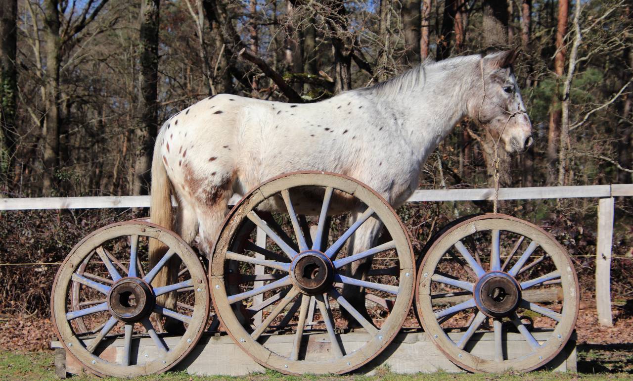 Hongre OC Appaloosa 5 ans 