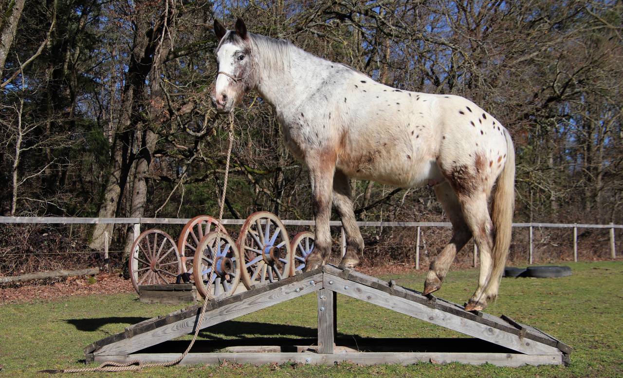 Hongre OC Appaloosa 5 ans 