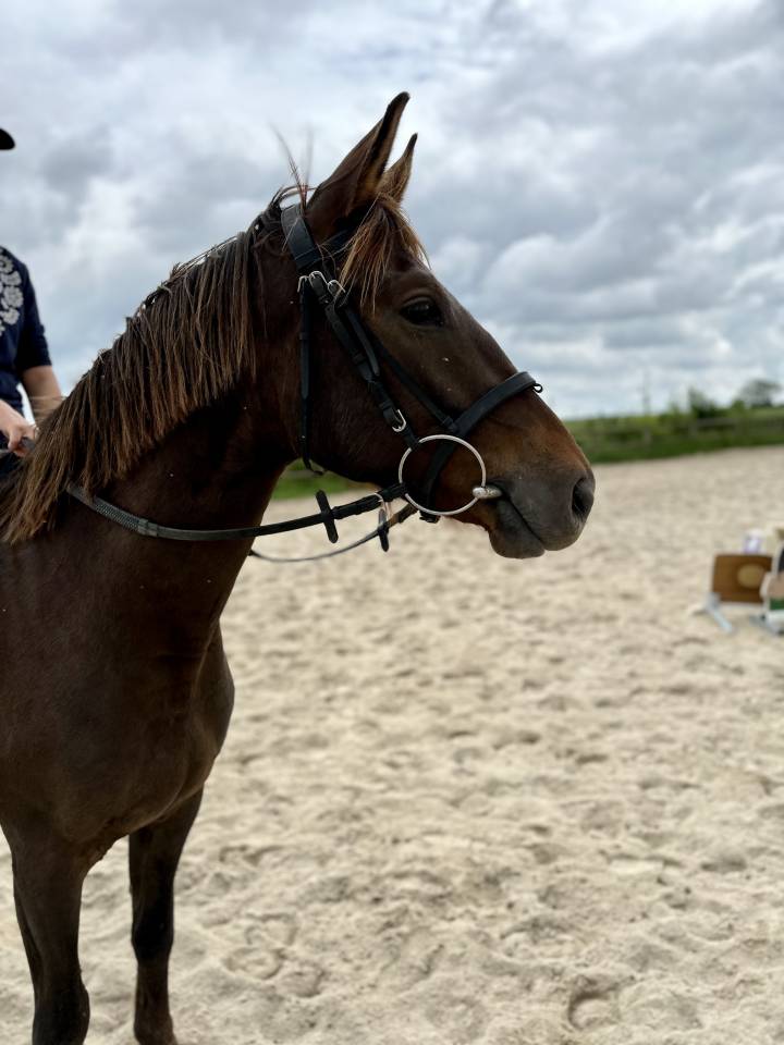 Poney PSF hors cote 5ans 