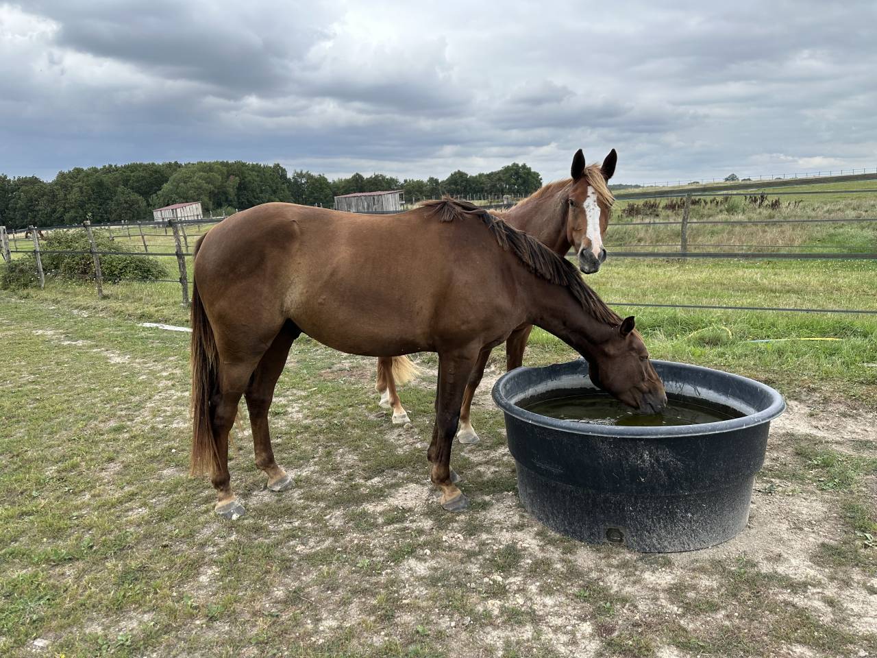 Poney PSF hors cote 5ans 