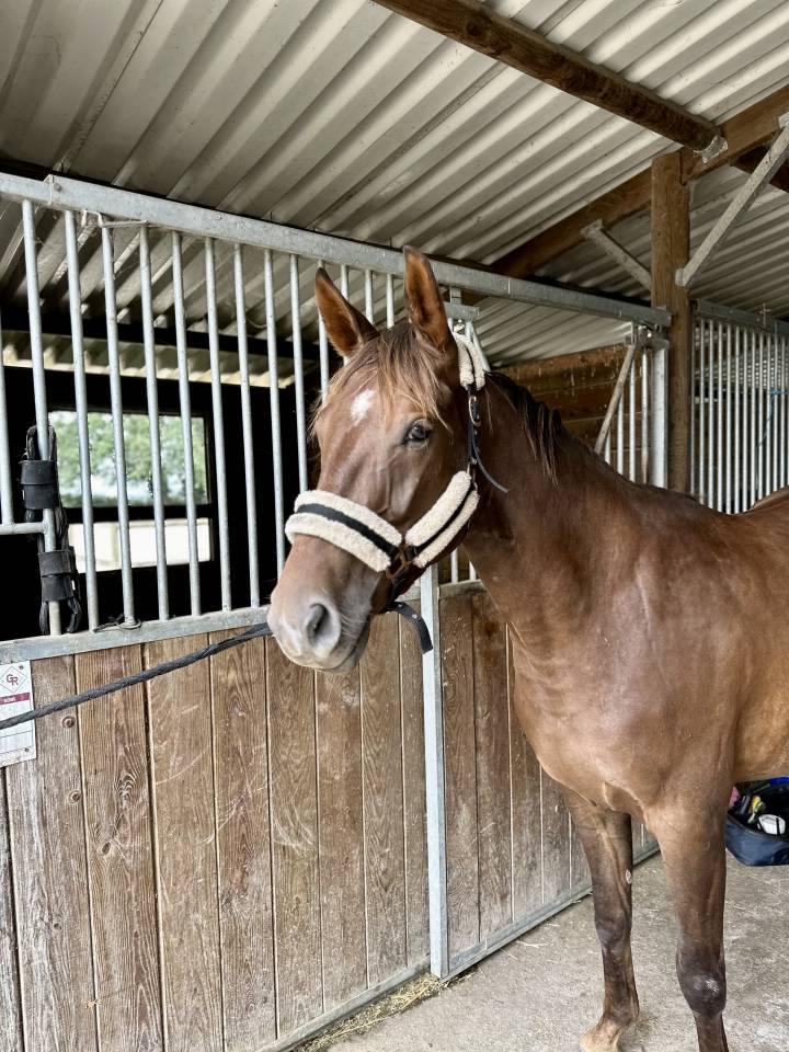 Poney PSF hors cote 5ans 