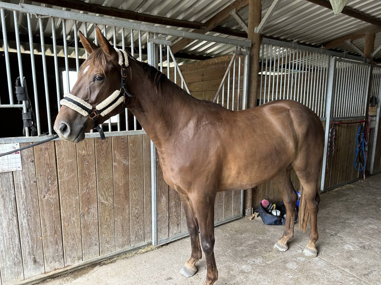 Poney PSF hors cote 5ans 