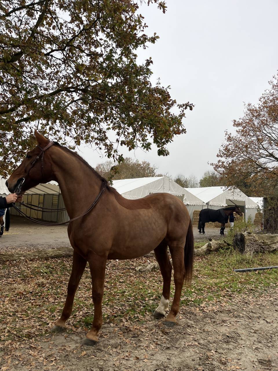 À vendre - Selle Français de 12 ans, 172