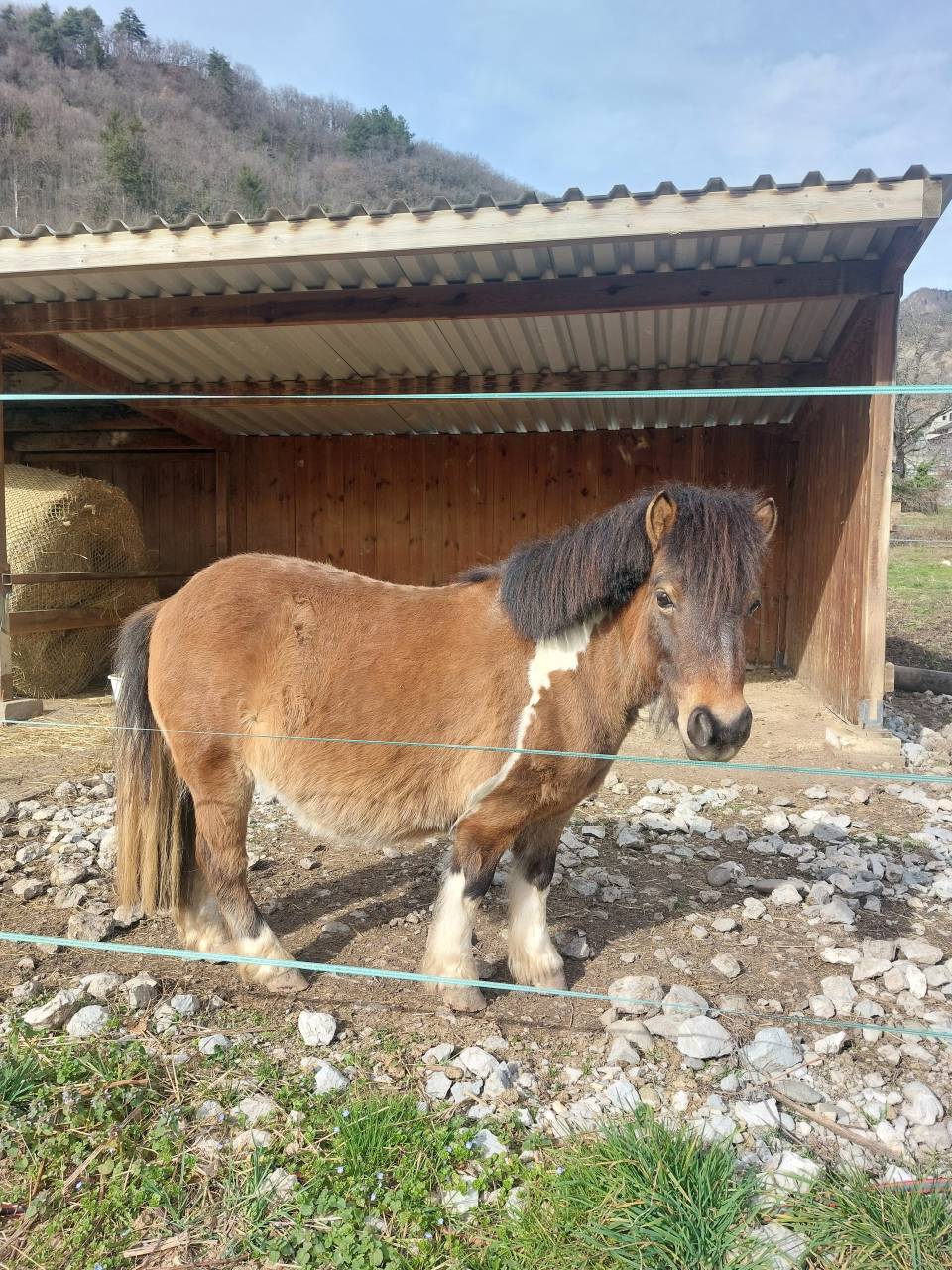 Ponette pleine et suitée 