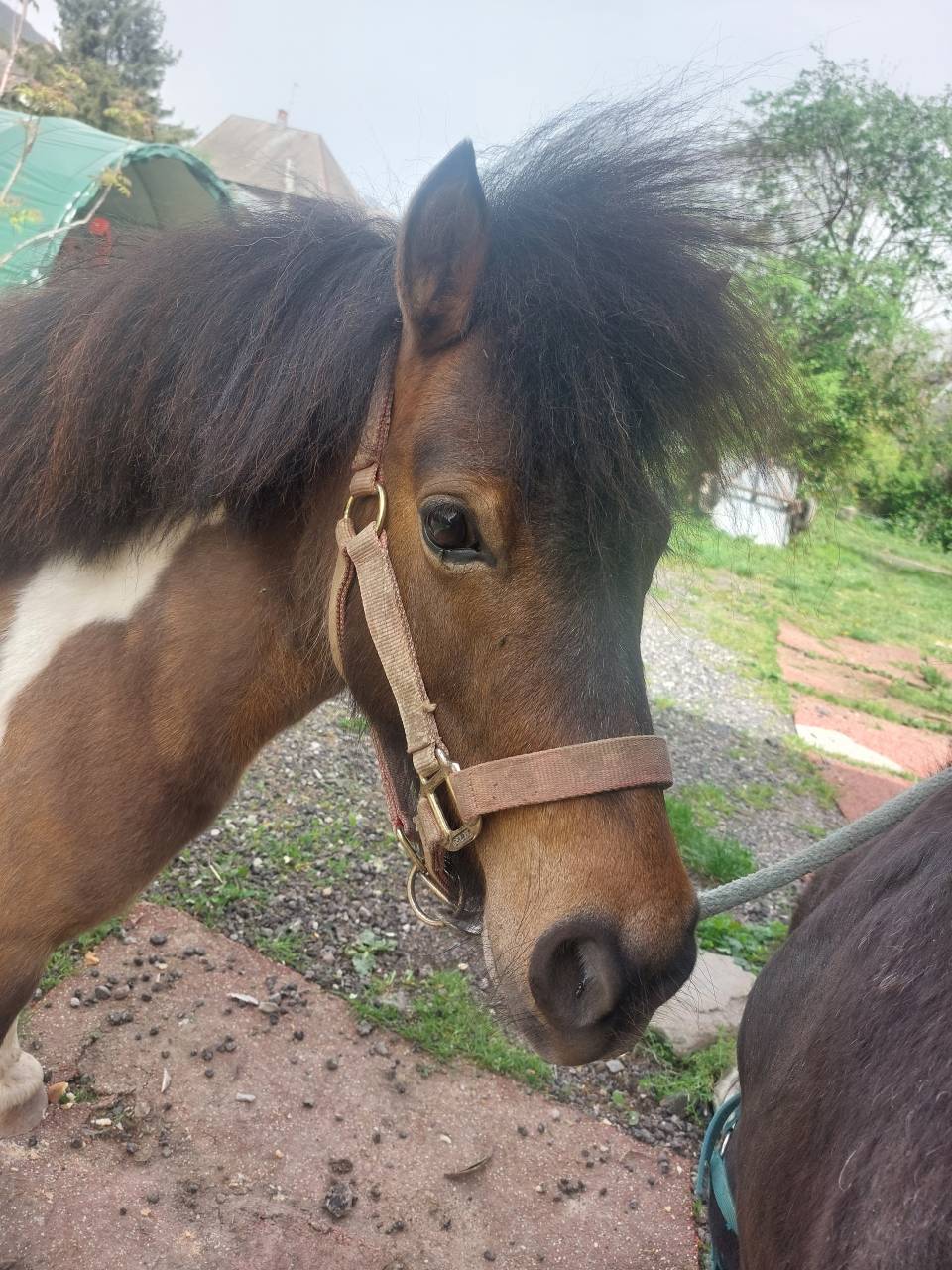 Ponette pleine et suitée 
