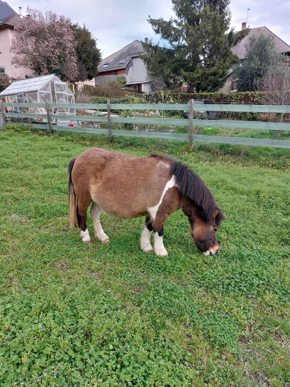 Ponette pleine et suitée 