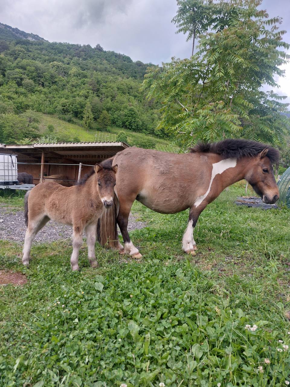 Ponette pleine et suitée 