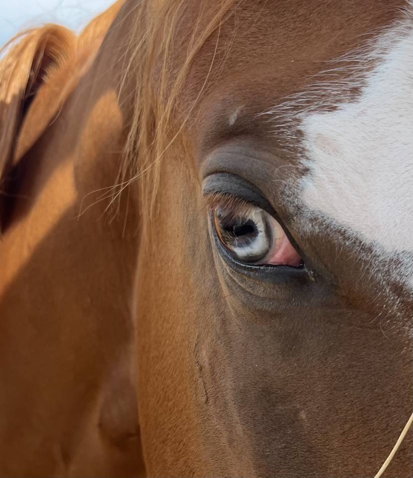 Poulain splash double enregistrement DSA et Quarab