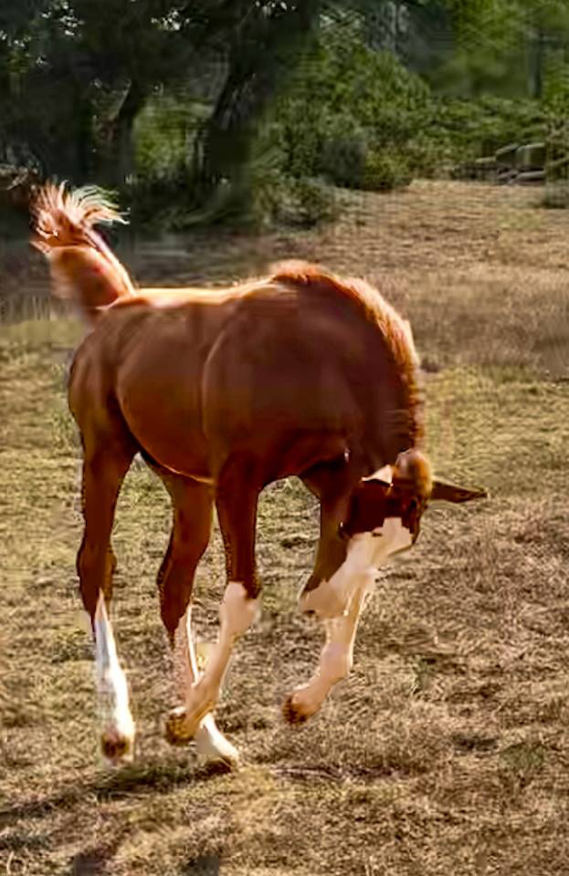 Poulain splash double enregistrement DSA et Quarab