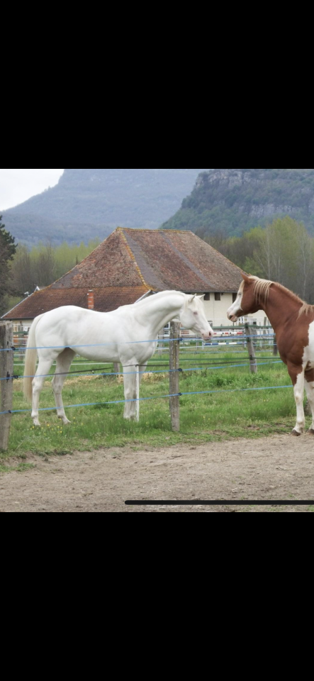 Poulain splash double enregistrement DSA et Quarab