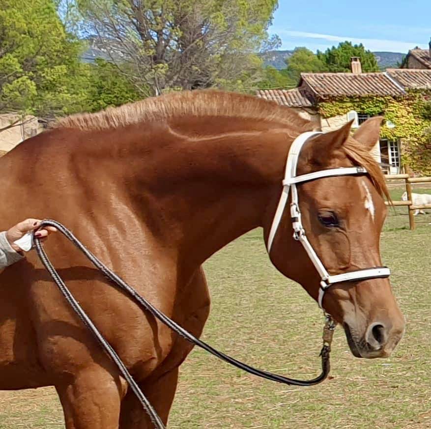 Poulain splash double enregistrement DSA et Quarab