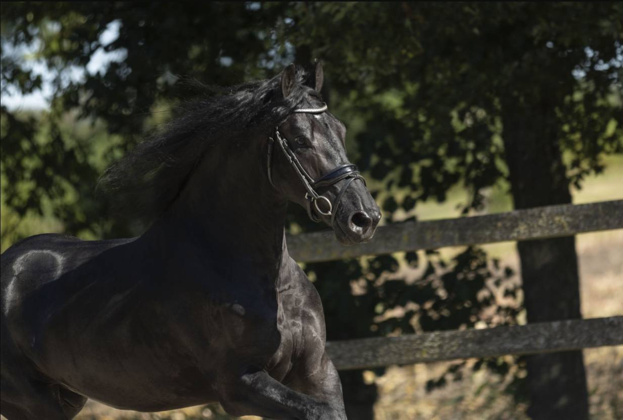 VESPER – Étalon Frison 2022 – Jouwe × Omer