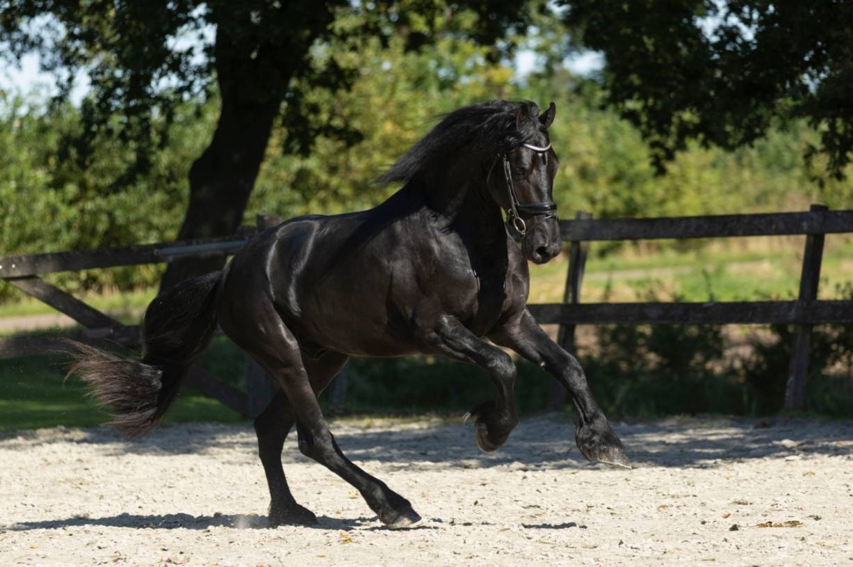 VESPER – Étalon Frison 2022 – Jouwe × Omer